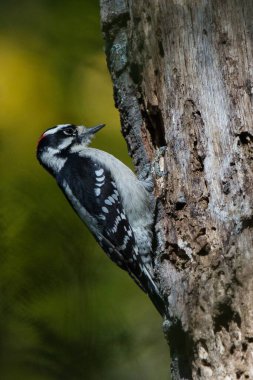 Downy woodpecker pulling wood from hole in tree. Bore hole for food and home. Hairy woodpecker visible on wooded perch clipart