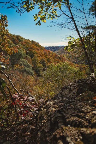 Árbol Caído Que Conduce Ladera Con Colores Otoño Buzzard Roost —  Fotos de Stock