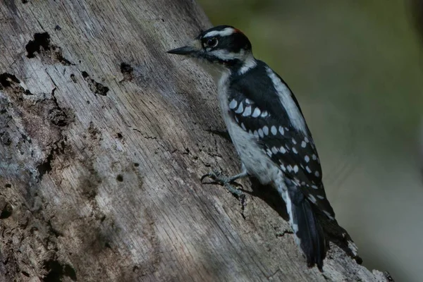 Downy Woodpecker Berjalan Pohon Paruh Burung Pelatuk Berbulu Kepala Dan — Stok Foto