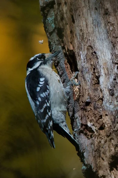 Pájaro Carpintero Bajito Sacando Madera Del Agujero Del Árbol Agujero Imágenes de stock libres de derechos