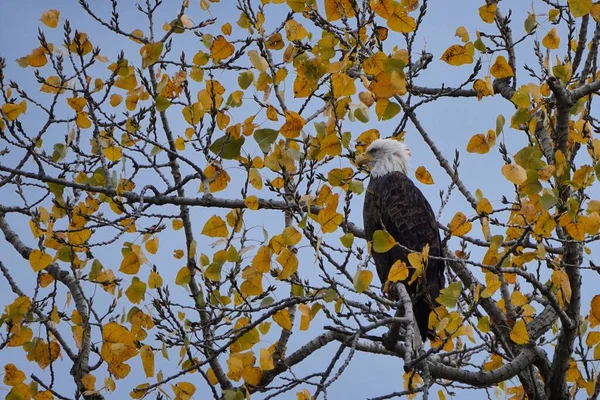Bald eagle sitting in a tree in the fall. Beautiful eagle with fall colors against a grey sky. Majestic bird