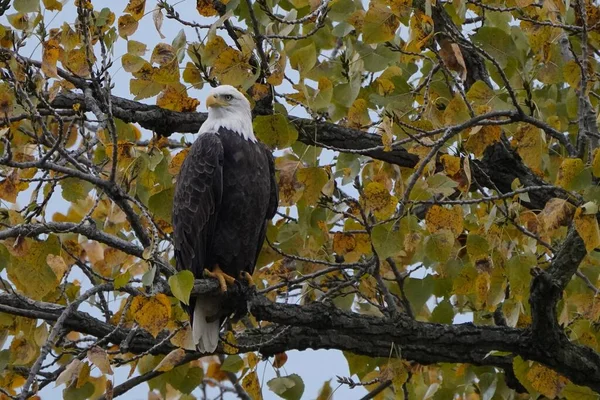 Bald eagle sitting in a tree in the fall. Beautiful eagle with fall colors against a grey sky. Majestic bird