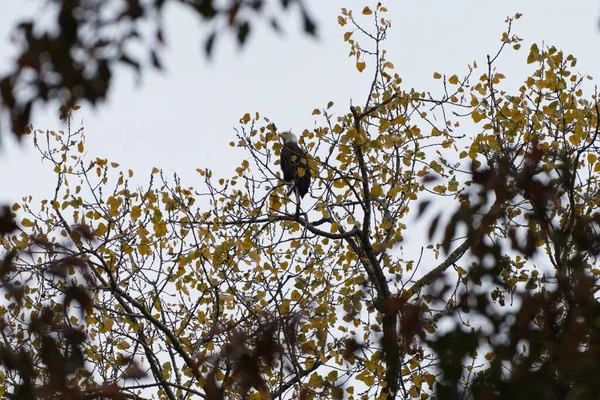 Pygargue Tête Blanche Assis Dans Arbre Automne Bel Aigle Aux — Photo