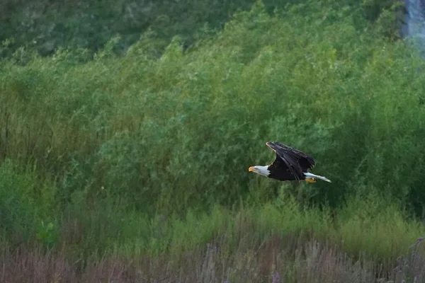 Лисий Орел Злітає Берега Крила Простягаються Haliaeetus Leucocephalus Коли Він — стокове фото