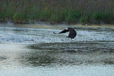 Kel Kartal kıyı şeridinden kalkıyor. Kanatlar Haliaeetus leucocephalus 'a uzanıyor. Yerden yükselirken su sıçrıyor.
