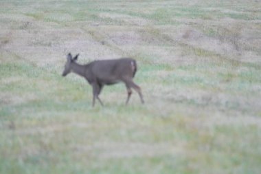 Beyaz kuyruklu geyik taze kesilmiş çimenlerde duruyor.
