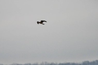 Kuzey harrier ağaçlara ve gri gökyüzüne karşı uçuyor