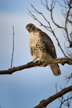 Kırmızı kuyruklu şahin, arka planda mavi gökyüzü olan bir dalda oturuyor.