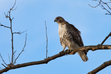 Kırmızı kuyruklu şahin, arka planda mavi gökyüzü olan bir dalda oturuyor.