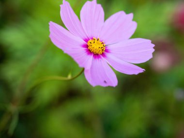 Tek bir izole pembe kozmos çiçeği yakın plan