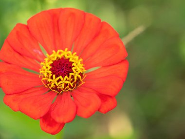 turuncu ve sarı zinnia çiçeği