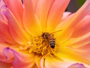 turuncu ve sarı yıldız çiçeği ve bal arısı