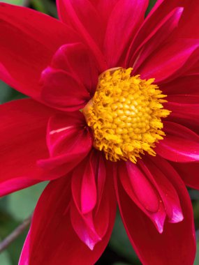 Sarı merkezli kırmızı yıldız çiçeği makrosu