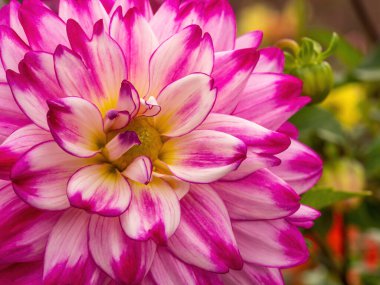 Pembe ve beyaz yıldız çiçeği makrosu