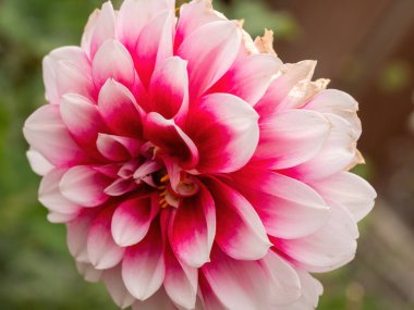 Pembe ve beyaz yıldız çiçeği makrosu