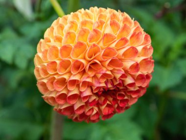 Turuncu ve sarı dalya çiçeğine yakın plan