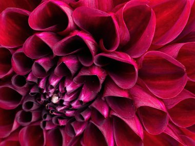 kırmızı yıldız çiçeği yapraklarının makrosu