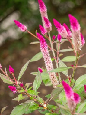 hot pink fall flowers