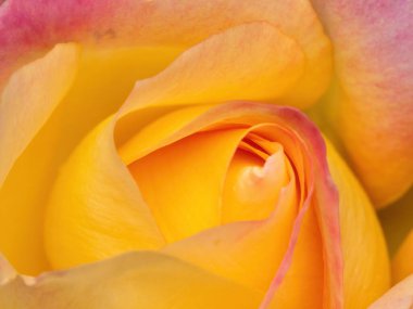 sarı gül yapraklı makro