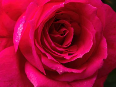 Kırmızı gül yapraklı makro.