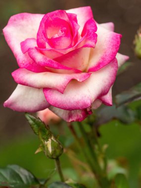 Pembe ve beyaz gülün yakın çekimi