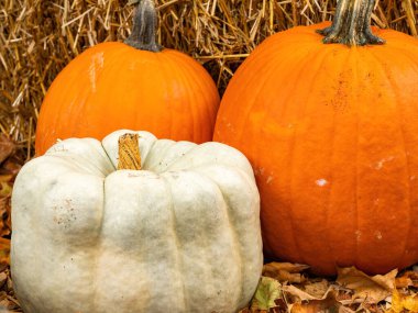 white and orange pumpkin display in autumn