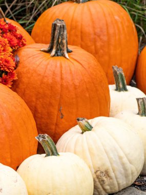 Sonbaharda annelerle birlikte beyaz ve turuncu balkabaklarının sonbahar gösterisi