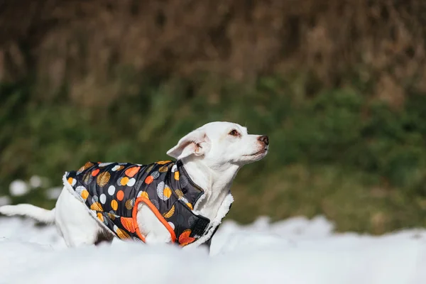 Little dog with jacket in snow