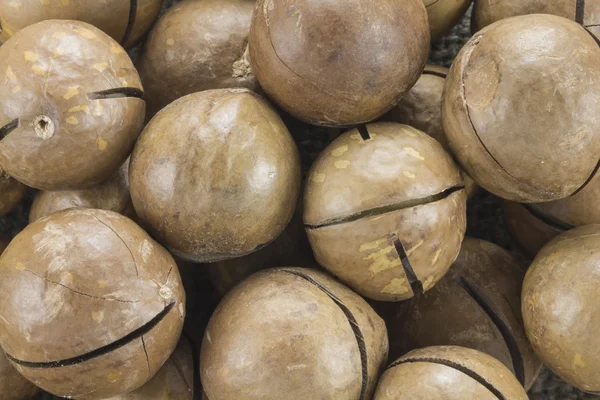 Орехи макадамии в скорлупе — стоковое фото