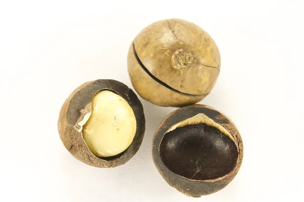 Noix de macadamia en coque — Photo