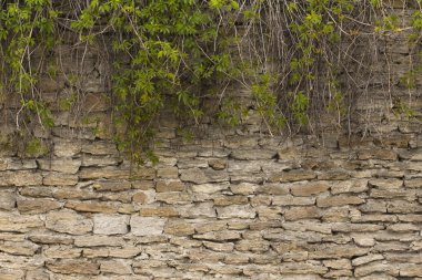 Coquina, kireçtaşı dokusuna