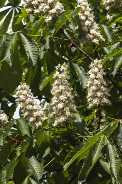 Kestane çiçek açan düğme