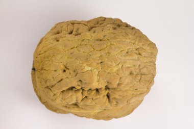 Dev (büyük) ceviz kabuğundaki 