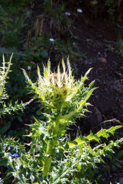 Formazza (VCO), İtalya - 25 Haziran 2020: Carlina Acaulis Vannino Gölü, Formazza Vadisi, Ossola, VCO, Piedmont, İtalya