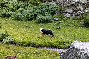 Formazza (VCO), İtalya - 25 Haziran 2020: Vannino Gölü yakınlarındaki İnekler, Formazza Vadisi, Ossola, VCO, Piedmont, İtalya