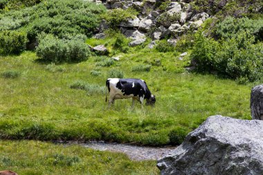 Formazza (VCO), İtalya - 25 Haziran 2020: Vannino Gölü yakınlarındaki İnekler, Formazza Vadisi, Ossola, VCO, Piedmont, İtalya