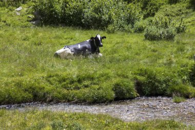 Formazza (VCO), İtalya - 25 Haziran 2020: Vannino Gölü yakınlarındaki İnekler, Formazza Vadisi, Ossola, VCO, Piedmont, İtalya