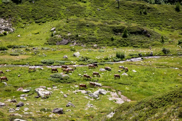 Formazza (VCO), İtalya - 25 Haziran 2020: Vannino Gölü, Formazza Vadisi, Ossola, VCO, Piedmont, İtalya