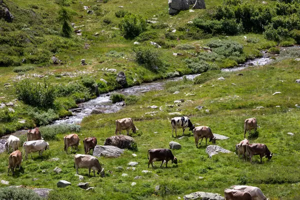 Formazza Vco Italy June 2020 Cows Lake Vannino Formazza Valley — 图库照片