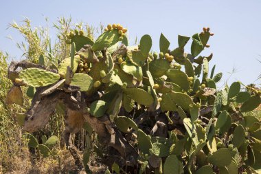 Kefalonya - Yunanistan - 15 Ağustos 2025: Dikenli armut, Kefalonya, Yunanistan.