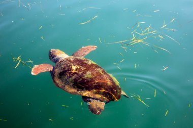 Kefalonia - Yunanistan - 15 Ağustos 2025: Argostoli Limanı, Kefalonia, Yunanistan.