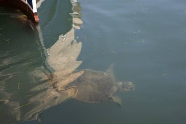 Kefalonia - Yunanistan - 15 Ağustos 2025: Argostoli Limanı, Kefalonia, Yunanistan.