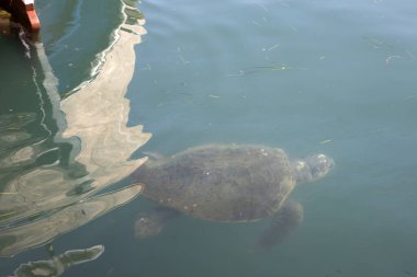 Kefalonia - Yunanistan - 15 Ağustos 2025: Argostoli Limanı, Kefalonia, Yunanistan.