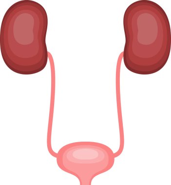 Böbrek ve mesanenin insan organları. Üretim sistemi.