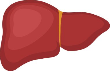 İnsan organı karaciğeri. Simge karaciğer.