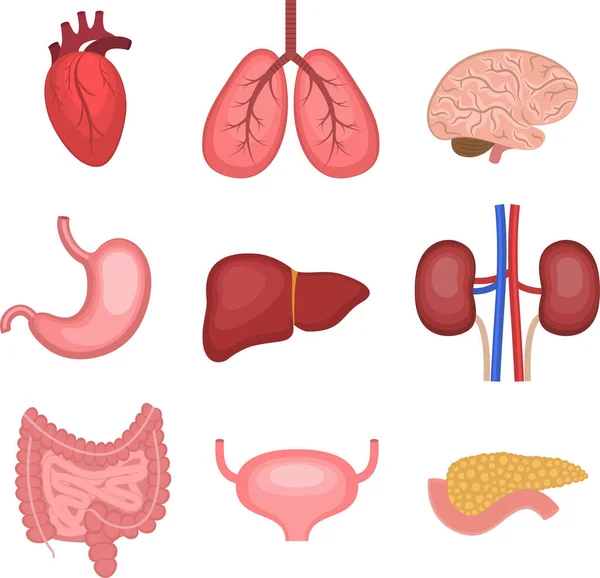 Illustration Human Organs Set Heart Lungs Brain Stomach Liver Kidneys — Stock Vector