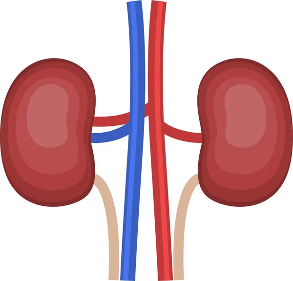 ヒトの腎臓器官のイラスト 系譜系 — ストックベクタ