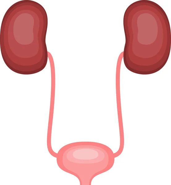 Illustration Mänskliga Organ Njuren Och Urinblåsan Genitala Systemet — Stock vektor