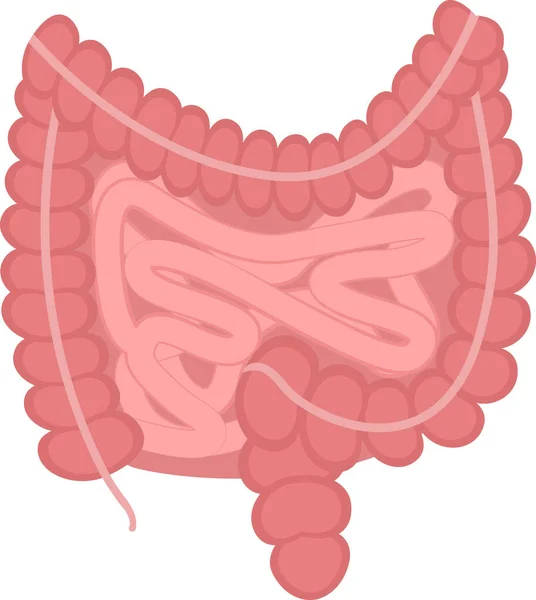 Ilustración Intestinos Órganos Humanos Tracto Gastrointestinal Humano — Vector de stock