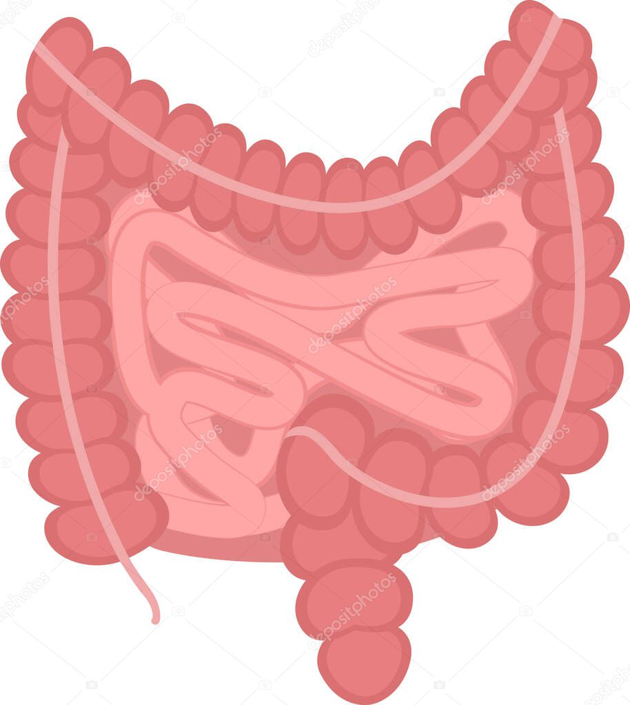 Illustration human organ intestines. Human gastrointestinal tract.